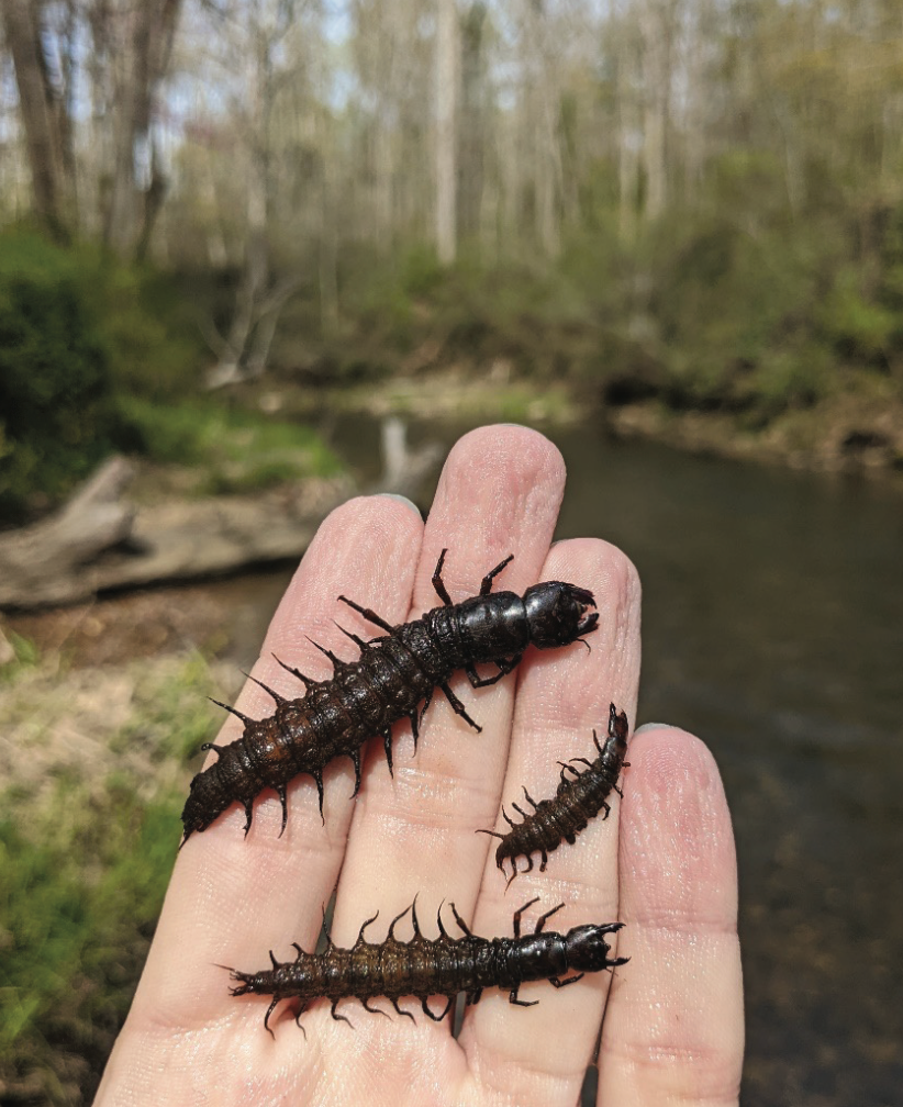 What exactly is a hellgrammite? By: Donald Benkendorf – ShopMcfly